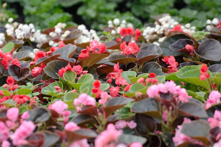 Begónia
